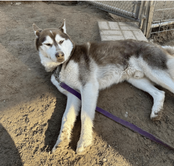 DJ, a brown and white 56 lbs Siberain Husky available for adoption at the Santa Barbara County Animal Services. He's lying down in this image